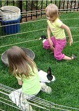 Maybe you would like to learn more about one of these? Petting Zoo Long Island Long Island Petting Zookids Party Entertainment Long Island