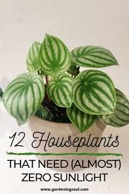 12 Houseplants That Need Almost Zero Sunlight Household Plants Low Light House Plants Plants