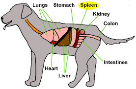 Splenectomy Mar Vista Animal Medical Center