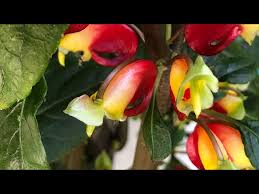 Image result for Impatiens niamniamensis