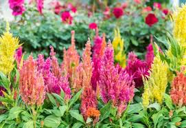 Image result for Celosia trigyna