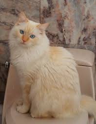 Red Ragdolls Ragdoll Cat Breed Colors Flame Point Ragdoll Cat Breeds Ragdoll Ragdoll Cat Breed Cat Breeds