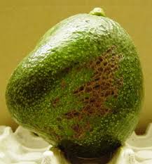 Image result for Dark Avocado 1983 Fedders