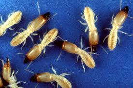 Do you love it when someone comes out to your home or business to solve a problem for you, and they actually do solve your problem on the first visit? Termite Control Betts Pest Control