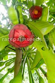 Image result for Uvaria tanzaniae