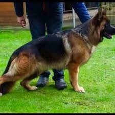 Check spelling or type a new query. German Shepherd Grand Kennel Home Facebook