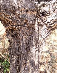 Image result for Strychnos cocculoides