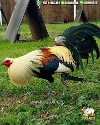 Pin Di Sabung Ayam Online