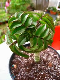 Pin On Kalanchoe
