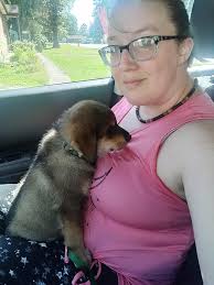 A dog like this one is walking