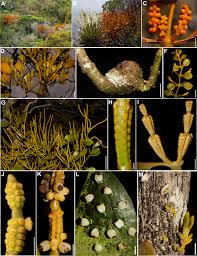 Image result for Viscaceae