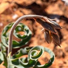 Image result for Dipcadi platyphyllum
