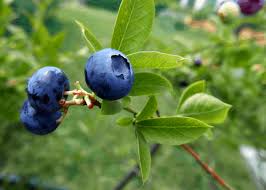 How is acidic does blueberry soil need to be? When To Fertilize Blueberries Seasonal Plant Food Timing For Blueberry Bushes Home For The Harvest