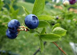Check out our blueberry bushes selection for the very best in unique or custom, handmade pieces from our craft supplies & tools shops. When To Fertilize Blueberries Seasonal Plant Food Timing For Blueberry Bushes Home For The Harvest