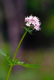 Oregon Blm Mountain Valerian Wild Flowers Indoor Flowers Planting Flowers