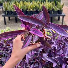 Image result for Tradescantia
