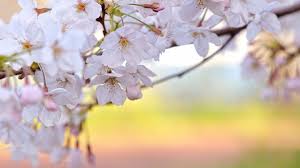 Enjoy our curated selection of 190 sakura wallpapers and background images. Sakura Flower Wallpaper 1920x1080 66673