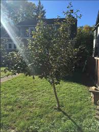 Maybe you would like to learn more about one of these? Four Year Old Honeycrisp Apple Tree 369552 Ask Extension