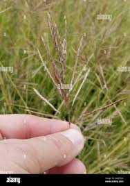 Image result for Bothriochloa bladhii