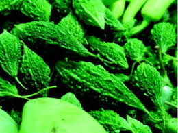 Image result for Momordica pterocarpa