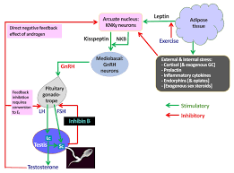 Endocrinology and Metabolism