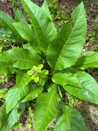 Image result for Parthenium
