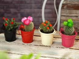 Pemintaan akan bunga kaktus mini menurut rizal terus meningkat dari tahun ke tahun, bahkan tahun ini peningkatannya mencapai angka 40%. Cara Merawat Kaktus Mini Agar Rajin Berbunga Urban Garden