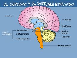 Resultado de imagen de sistema nervioso