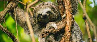 Bicho-Preguiça (Bradypus variegatus)