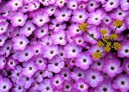 Check spelling or type a new query. Bed Of Purple Periwinkle Flowers Hd Wallpaper Wallpaper Flare