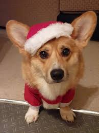 Santa S Little Helper Corgi Cute Corgi Corgi Dog