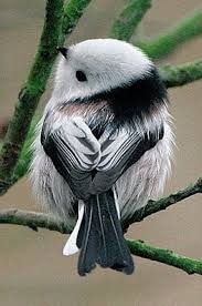 Onlajn Psiholog Domashnih Pitomcev Animal Psychology Https Www Facebook Com Animal Psychology Psiholog Onlajn Psihologiya Tiere Natur Tiere Niedliche Tiere