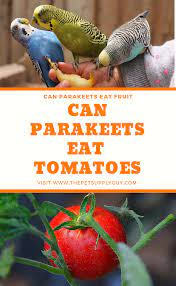 Pet birds that eat more vegetables are less likely to be overweight. Can Parakeets Eat Fruit Complete List Of Fruits The Pet Supply Guy Parakeet Eat Fruit Fruit List