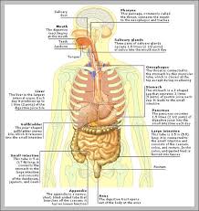 Maybe you would like to learn more about one of these? Internal Organs Anatomy System Human Body Anatomy Diagram And Chart Images