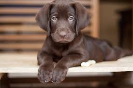 Great for choosing a name for your new puppy. 125 Dog Names That Start With B For Your New Pup Daily Paws