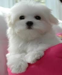 I Wish Coco Would Be A Baby Again Just For A Day Yavru Kopek Sevimli Kopek Yavrulari Evcil Hayvanlar
