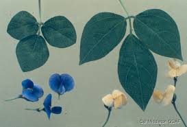 Image result for Vigna hosei