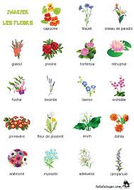 Imagier Les Fleurs 2 Noms De Fleurs Fleurs Capucine Fleurs