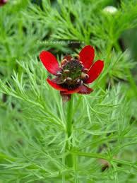 Maybe you would like to learn more about one of these? Adonis Aestivalis Alterverde Altervista Org Alterverde Altervista Org