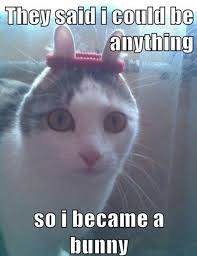 Top 25 best funny animal pics quotes #humor. Top 25 Funny Animals Photos And Memes Quotes And Humor