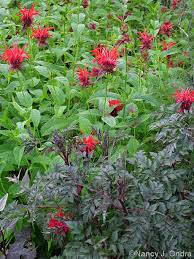 Image result for Dicliptera clinopodia