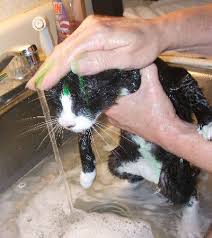 The actual process of bathing a cat is not complicated. How To Give A Cat A Bath Without Getting Scratched Cats Cat Care Crazy Cats
