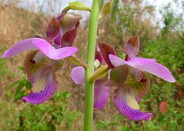 Image result for Basananthe sandersonii