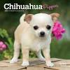 Best dog food for chihuahua puppies. Https Encrypted Tbn0 Gstatic Com Images Q Tbn And9gctwvf7ib3ofaeno Scwwcbzd Wk Nwg2asgbf Wcvtflrk73pse Usqp Cau