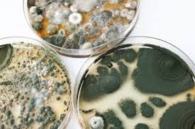Is Toxic Mold Exposure The Cause Of Your Symptoms Black Mold