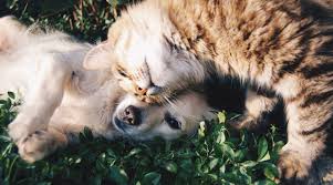 Maybe you would like to learn more about one of these? Low Cost Services In Southern Maryland Keep Pets And Owners Together Re Max One