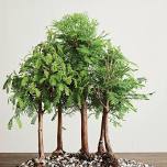 2026 The Art of Bonsai: June-Saturday