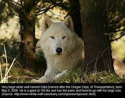 Cryptic Canids Mystery Dogs Wolves And Other Canine Like Beasts White Wolf Wolf Photos Animals