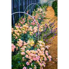 Image result for eustoma lisianthus in garden