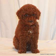 Are these the best toy poodle breeders in california (ca)? Red Moyen Poodle Puppy Will Be 20 30 Lbs Fully Grown Very Rare Color And Size Available At Scarlet S Puppies For Sale Poodle Puppies For Sale Moyen Poodle